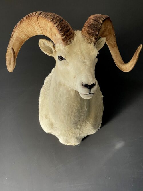 Mounted head of a Dallsheep