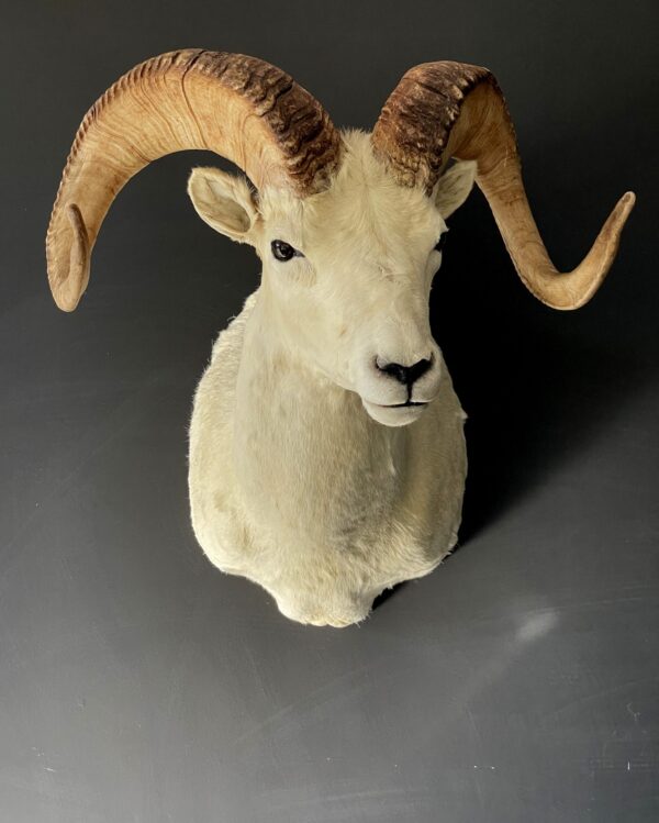 Mounted head of a Dallsheep