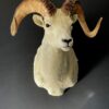 Mounted head of a Dallsheep