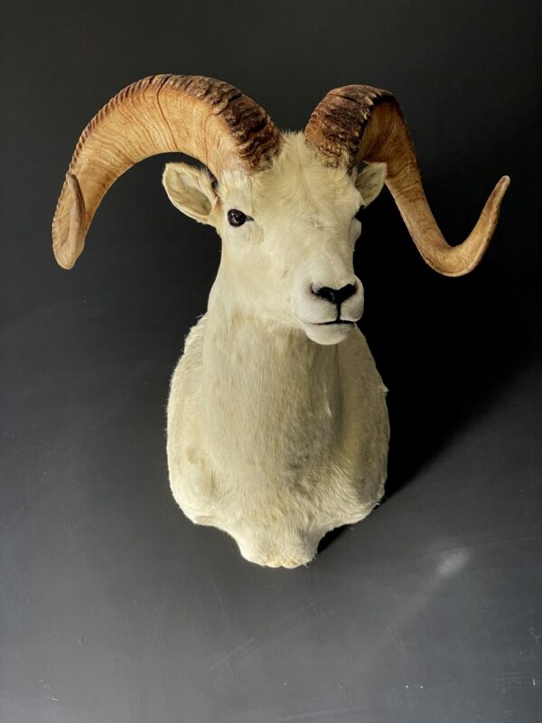 Mounted head of a Dallsheep