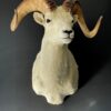 Mounted head of a Dallsheep