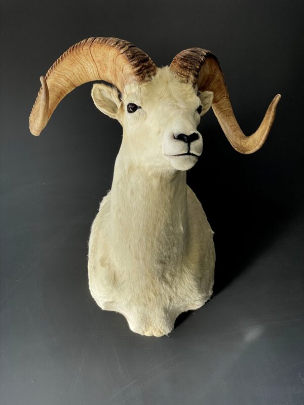 Mounted head of a Dallsheep