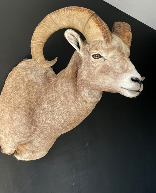 Indrukwekkende kop van een Stonesheep