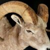 Indrukwekkende kop van een Stonesheep