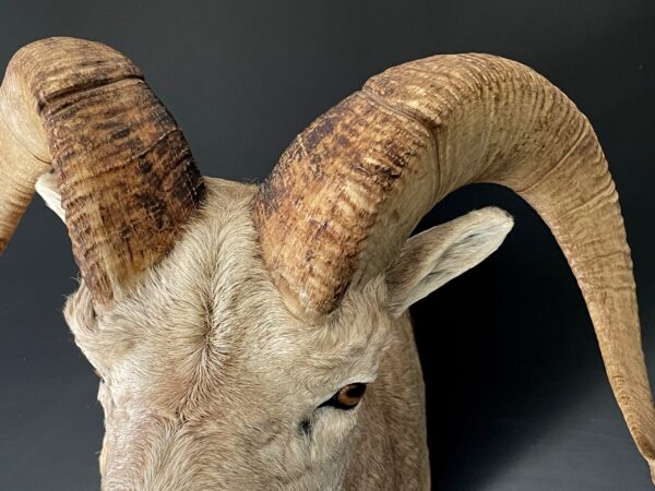 Impressive head of a Stonesheep