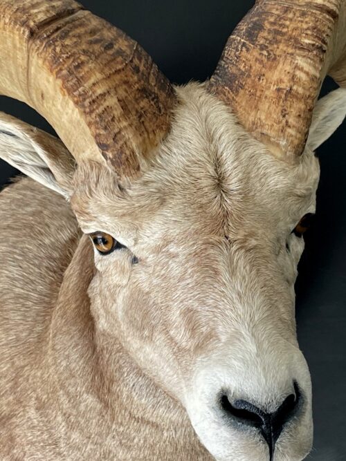 Impressive head of a Stonesheep