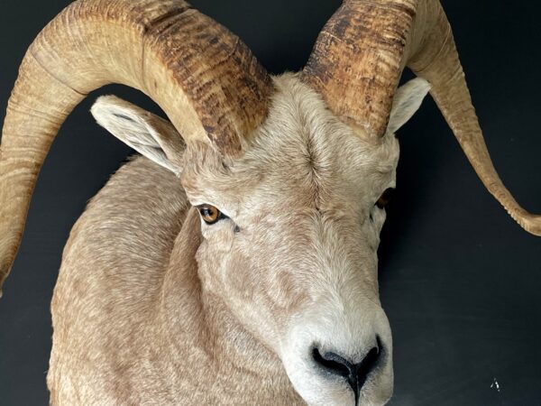 Impressive head of a Stonesheep