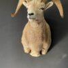 Impressive head of a Stonesheep