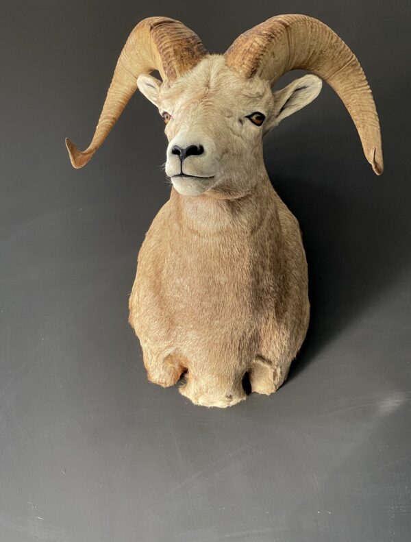 Indrukwekkende kop van een Stonesheep