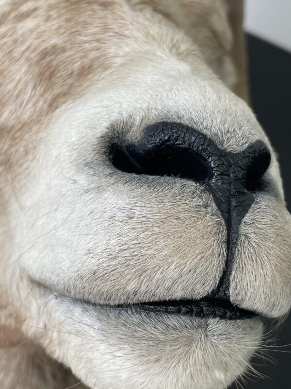 Impressive head of a Stonesheep