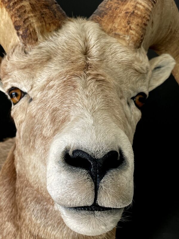 Impressive head of a Stonesheep