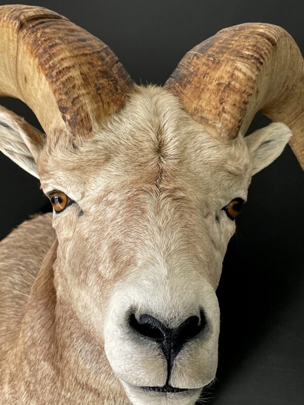 Impressive head of a Stonesheep