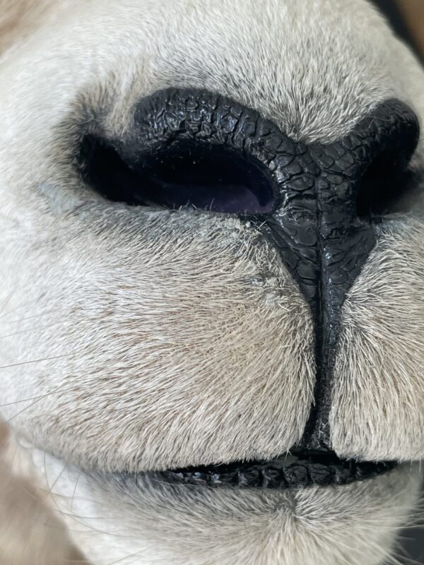 Impressive head of a Stonesheep