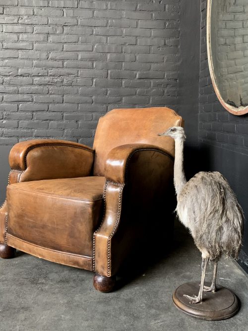 Taxidermy rhea