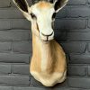 Recently mounted taxidermy head of a springbok