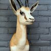 Recently mounted taxidermy head of an African springbok