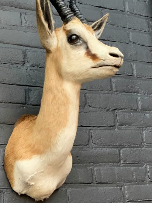 Recently mounted taxidermy head of an African springbok