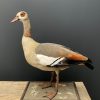 Taxidermy Nile goose