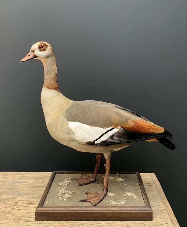 Taxidermy Nile goose