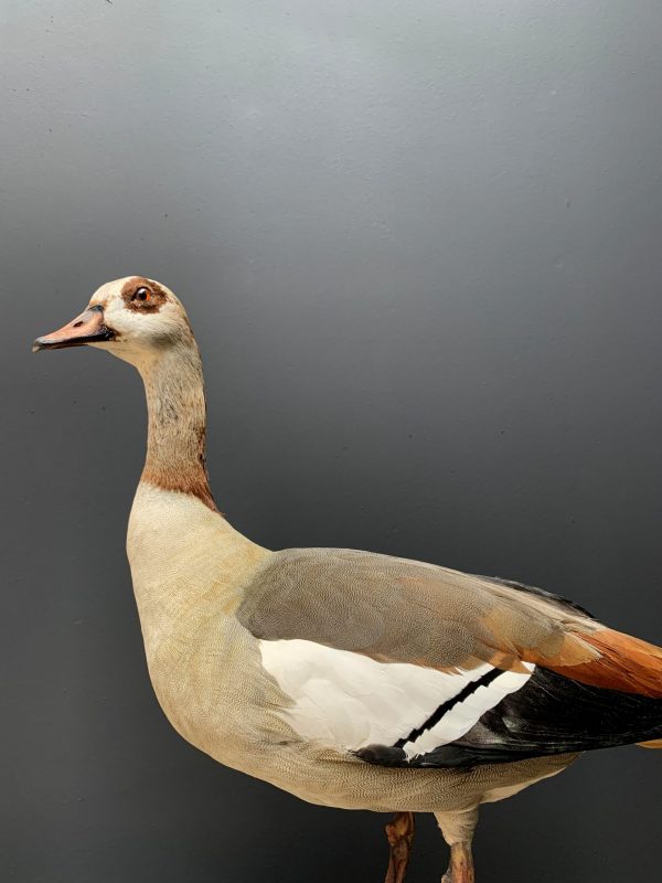 Taxidermy Nile goose