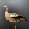 Taxidermy Nile goose