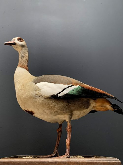 Taxidermy Nile goose