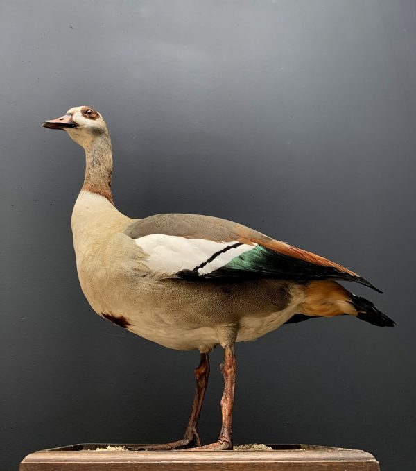 Taxidermy Nile goose