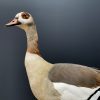 Taxidermy white goose