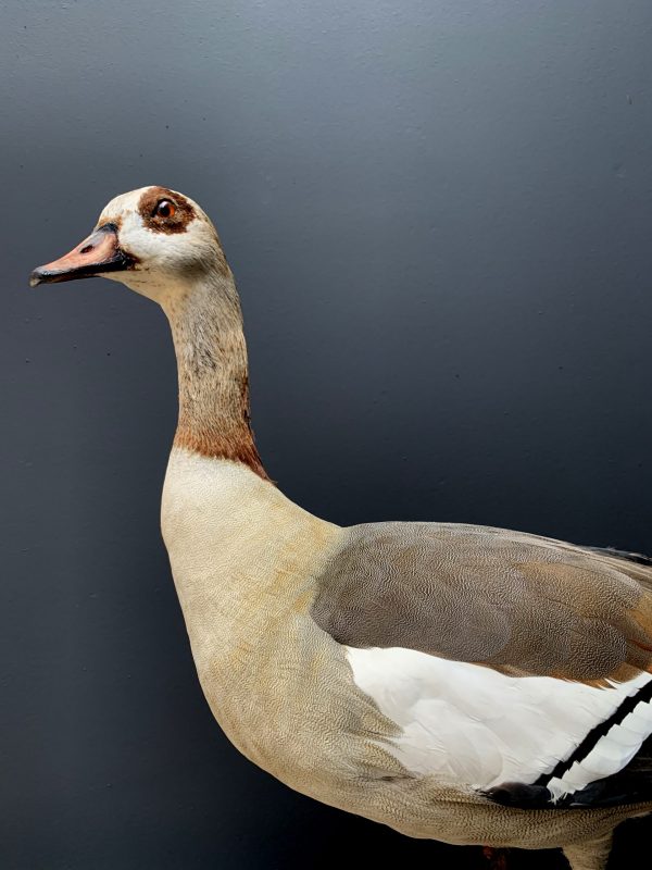 Taxidermy Nile goose