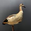 Taxidermy Nile goose