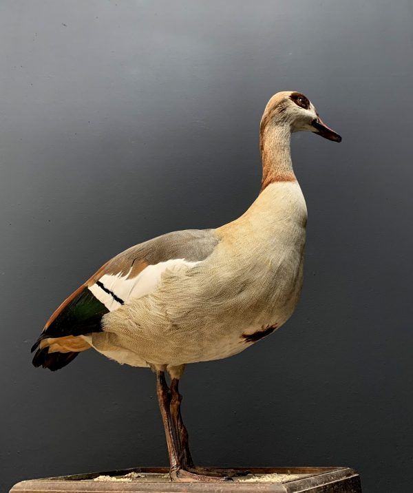 Taxidermy Nile goose