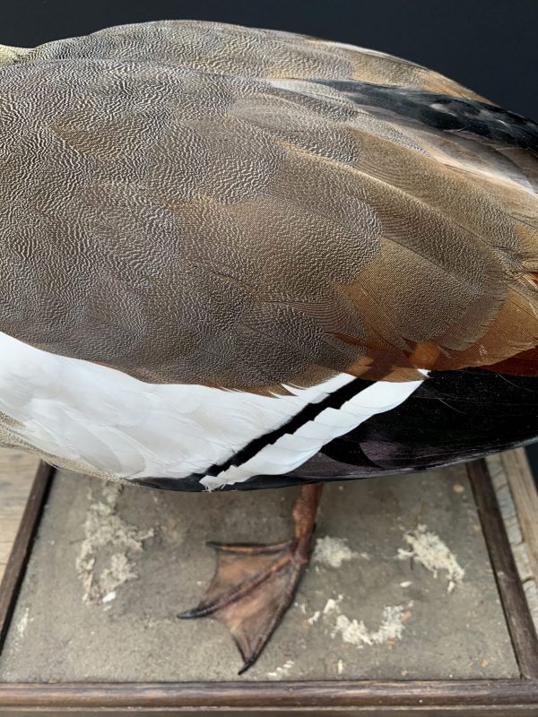 Ausgestopfter Nilgans