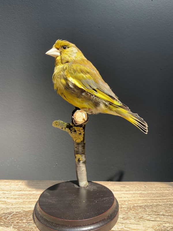 Mounted greenling on a natural twig