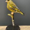 Mounted greenling on a natural twig