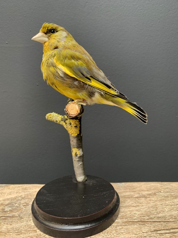 Mounted greenling on a natural twig