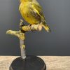 Mounted greenling on a natural twig