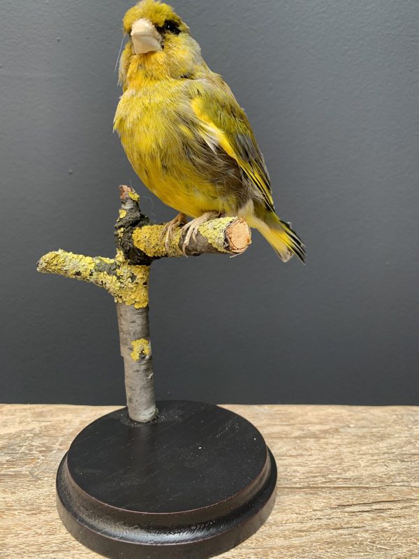 Mounted greenling on a natural twig