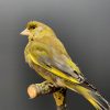 Mounted greenling on a natural twig