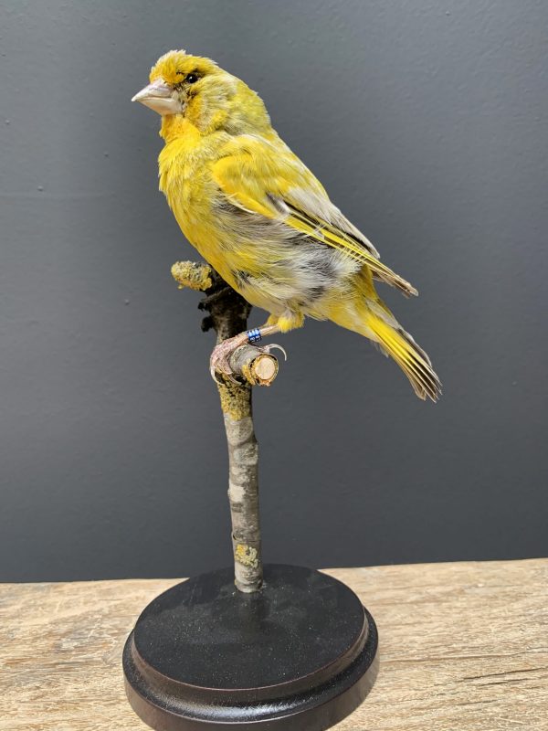 Mounted greenling on a natural twig