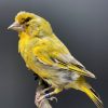 Mounted greenling on a natural twig