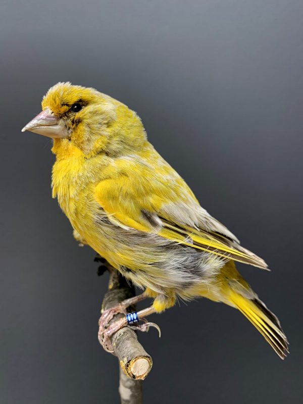 Mounted greenling on a natural twig