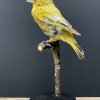 Mounted greenling on a natural twig