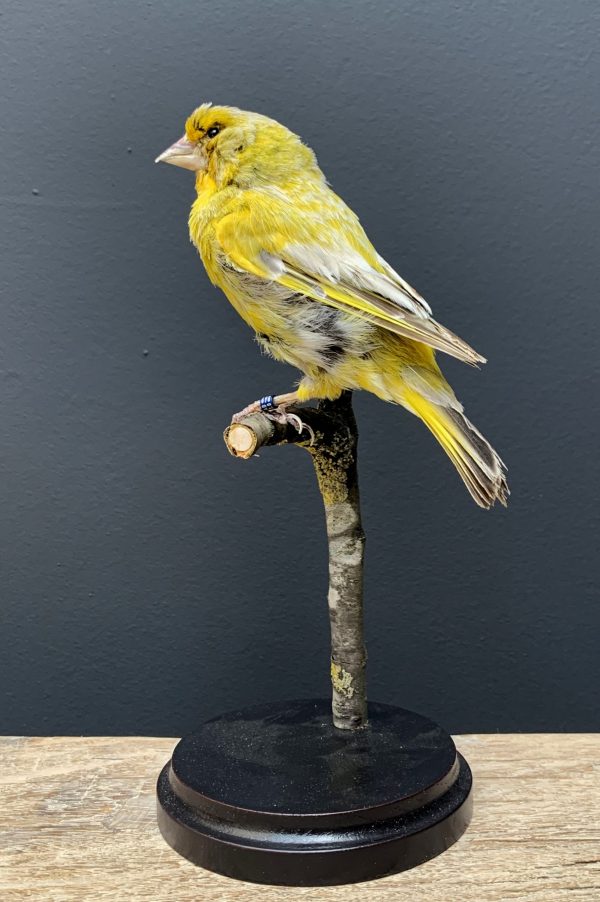 Mounted greenling on a natural twig