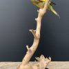 Mounted greenling on a natural twig