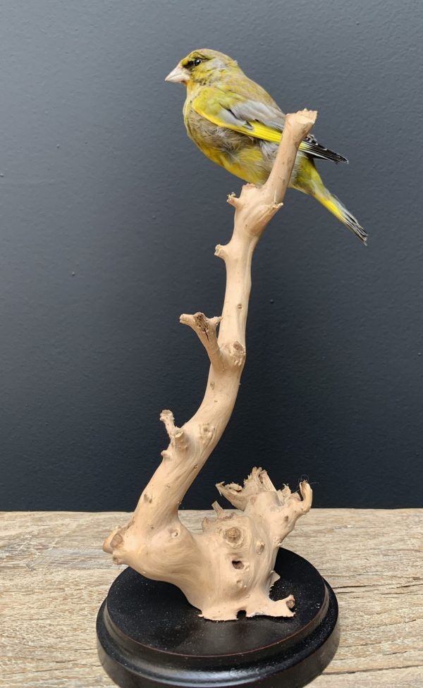 Mounted greenling on a natural twig