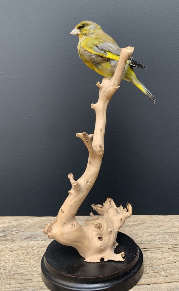 Mounted greenling on a natural twig