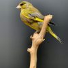 Mounted greenling on a natural twig