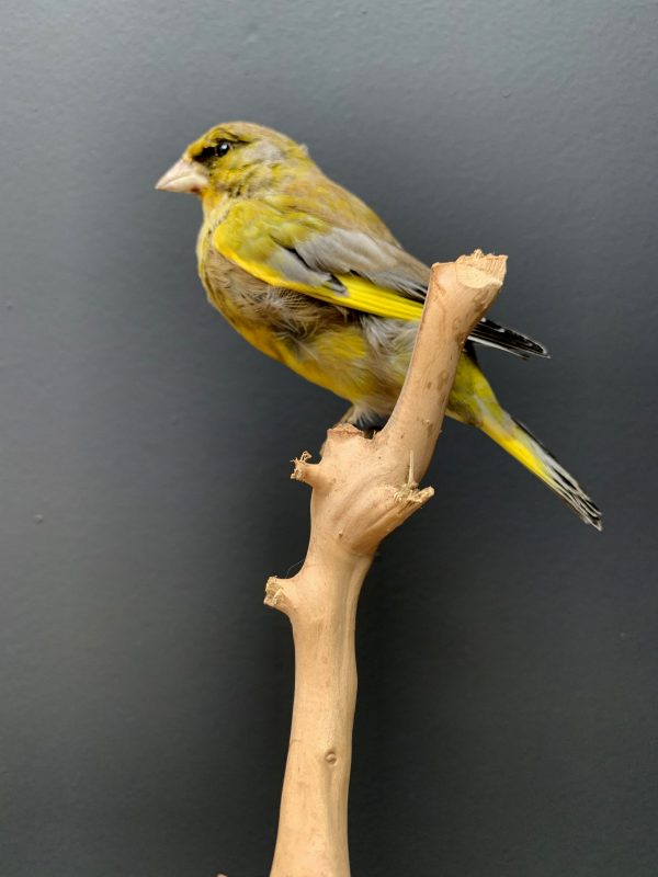 Mounted greenling on a natural twig