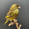 Mounted greenling on a natural twig