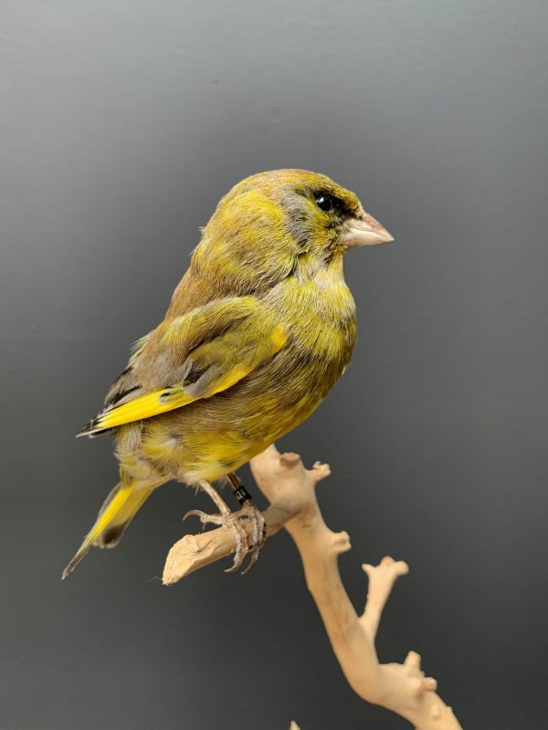 Opgezette groenling op een natuurlijke twijg